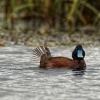 Kachnice australska - Oxyura australis - Blue-billed duck 9819